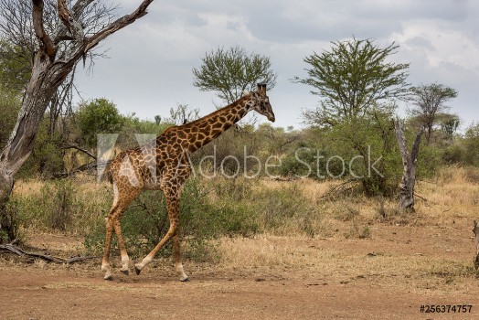 Image de Giraffe Giraffa